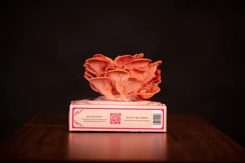 Golden Mushroom Co – Pink Oyster Mushroom Grow Kit