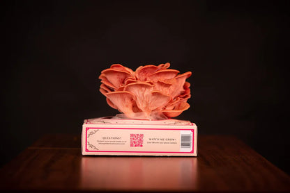 Golden Mushroom Co – Pink Oyster Mushroom Grow Kit